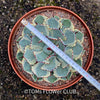 Agave Potatorum Kichiokan Variegata, sun loving succulent plants for sale by TOMs FLOWer CLUB.