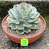 Agave Potatorum Kichiokan Variegata, sun loving succulent plants for sale by TOMs FLOWer CLUB.