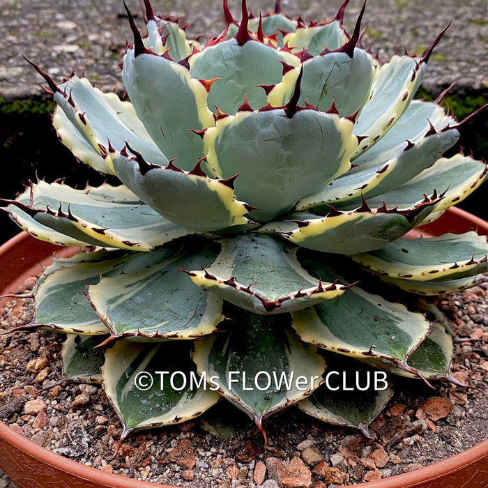 Agave Potatorum Kichiokan Variegata, sun loving succulent plants for sale by TOMs FLOWer CLUB.