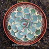 Agave Potatorum Kichiokan Variegata, sun loving succulent plants for sale by TOMs FLOWer CLUB.