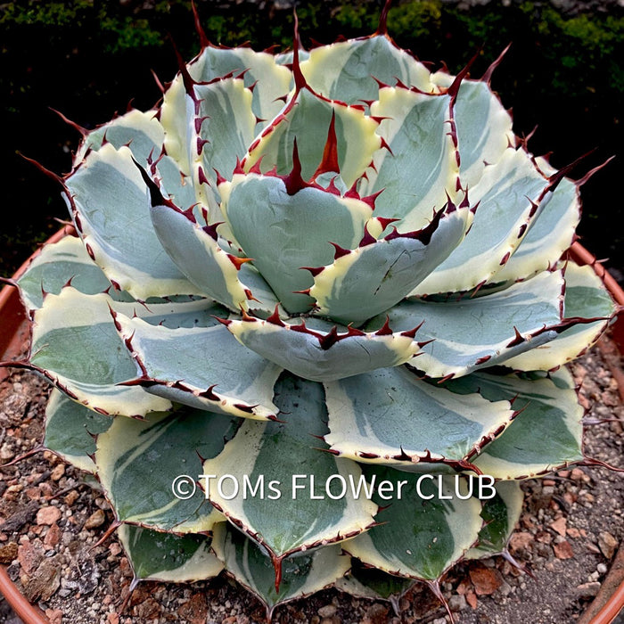 Agave Potatorum Kichiokan Variegata, sun loving succulent plants for sale by TOMs FLOWer CLUB.