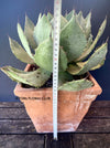 Agave Potatorum Verschaffeltii, sun loving succulent plants for sale by TOMs FLOWer CLUB.