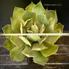 Agave Potatorum Verschaffeltii, sun loving succulent plants for sale by TOMs FLOWer CLUB.