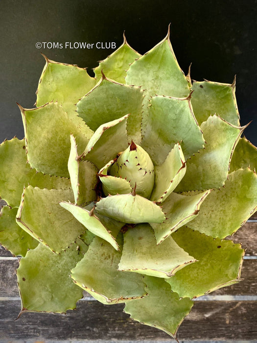 Agave Potatorum Verschaffeltii, sun loving succulent plants for sale by TOMs FLOWer CLUB.