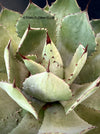 Agave Potatorum Verschaffeltii, sun loving succulent plants for sale by TOMs FLOWer CLUB.