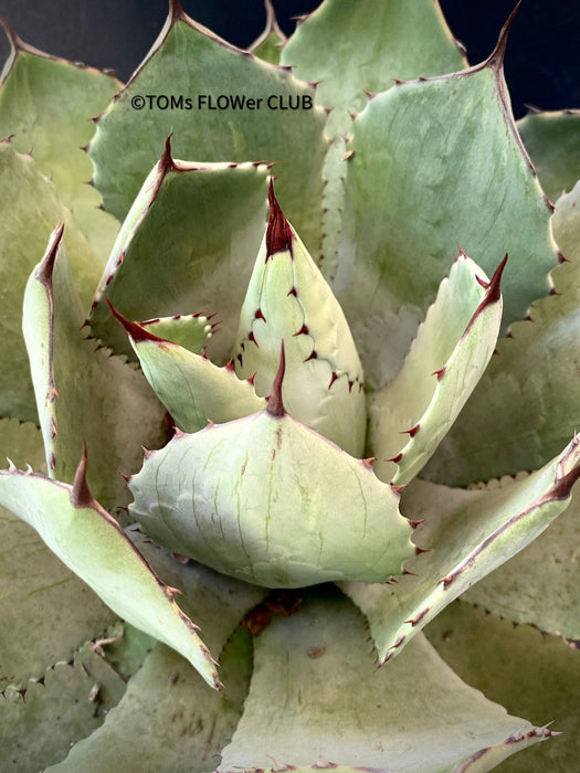 Agave Potatorum Verschaffeltii, sun loving succulent plants for sale by TOMs FLOWer CLUB.