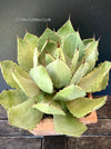 Agave Potatorum Verschaffeltii, sun loving succulent plants for sale by TOMs FLOWer CLUB.