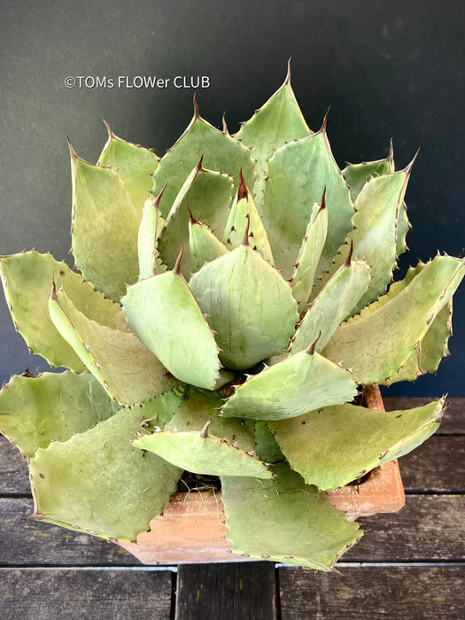 Agave Potatorum Verschaffeltii, sun loving succulent plants for sale by TOMs FLOWer CLUB.