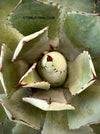 Agave Potatorum Verschaffeltii, sun loving succulent plants for sale by TOMs FLOWer CLUB.