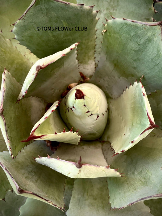 Agave Potatorum Verschaffeltii, sun loving succulent plants for sale by TOMs FLOWer CLUB.