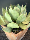 Agave Potatorum Verschaffeltii, sun loving succulent plants for sale by TOMs FLOWer CLUB.