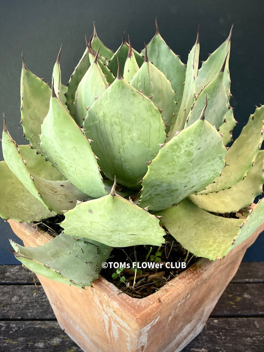 Agave Potatorum Verschaffeltii, sun loving succulent plants for sale by TOMs FLOWer CLUB.