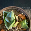 Agave Pumila sun loving succulent plant for sale at TOMs FLOWer CLUB