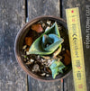 Agave Pumila sun loving succulent plant for sale at TOMs FLOWer CLUB