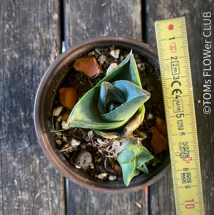 Agave Pumila sun loving succulent plant for sale at TOMs FLOWer CLUB