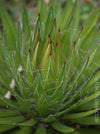 Agave Schidigera sun loving succulent plant for sale at TOMs FLOWer CLUB