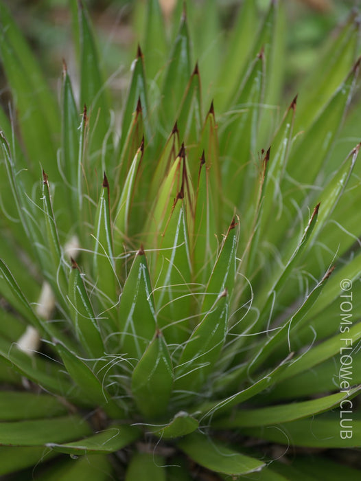 Agave Schidigera sun loving succulent plant for sale at TOMs FLOWer CLUB