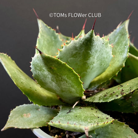 Agave Seemanniana Pygmaea, organically grown succulent plants for sale by TOMs FLOWer CLUB. 