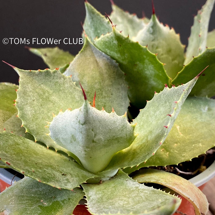 Agave Seemanniana Pygmaea, organically grown succulent plants for sale by TOMs FLOWer CLUB. 