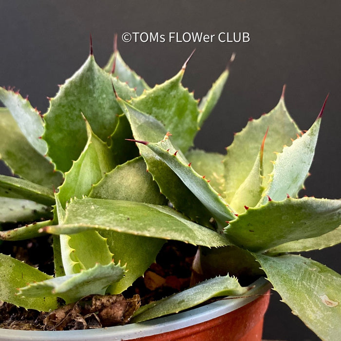 Agave Seemanniana Pygmaea, organically grown succulent plants for sale by TOMs FLOWer CLUB. 