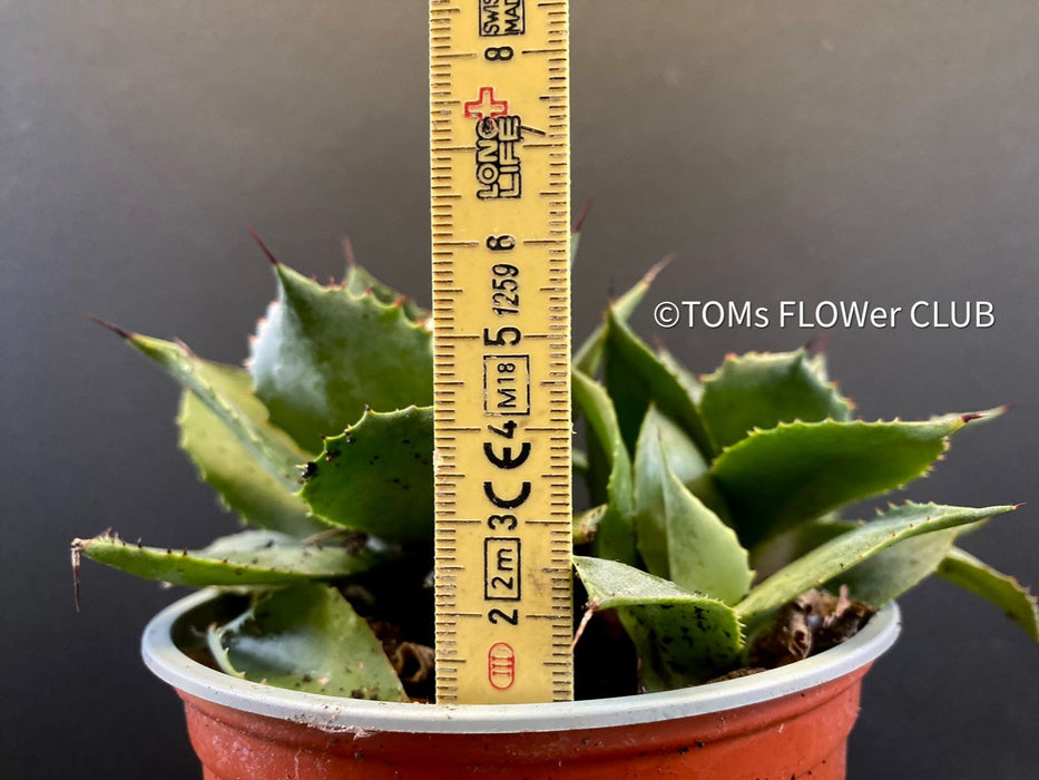 Agave Seemanniana Pygmaea, organically grown succulent plants for sale by TOMs FLOWer CLUB. 