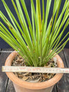 Agave striata Agave striata plant Agave striata succulent Agave striata care Agave striata cultivation Agave striata landscape Agave striata species Agave striata characteristics Agave striata features Agave striata growth habits Agave striata care tips Agave striata landscape use Agave striata in gardens Agave striata drought tolerance Agave striata hardiness Agave striata propagation Agave striata planting tips Agave striata landscaping ideas Agave striata garden design outdoor plant TOMS FLOWer CLUB