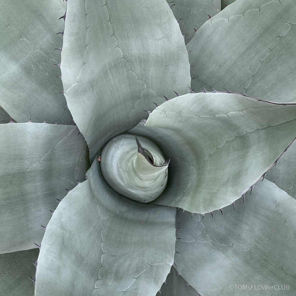 Agave, hardy agave, TOMs FLOWer CLUB, succulents, Sukkulenten