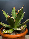 Agave Titanota - Gentry-Form, sun loving succulent plants for sale by TOMs FLOWer CLUB.