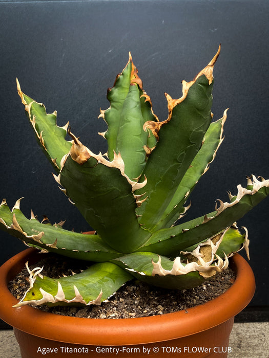 Agave Titanota - Gentry-Form, sun loving succulent plants for sale by TOMs FLOWer CLUB.