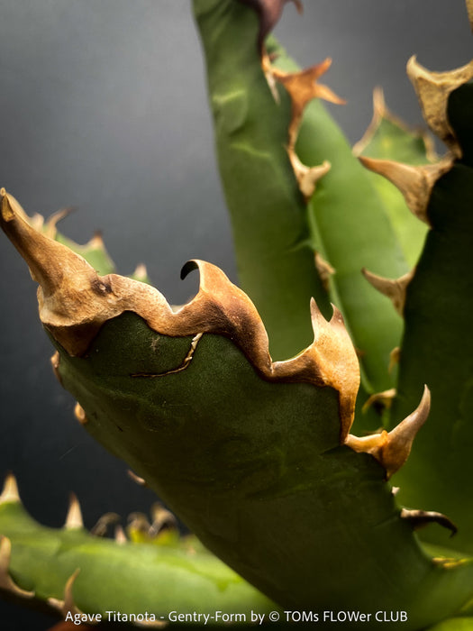 Agave Titanota - Gentry-Form, sun loving succulent plants for sale by TOMs FLOWer CLUB.