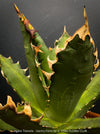 Agave Titanota - Gentry-Form, sun loving succulent plants for sale by TOMs FLOWer CLUB.