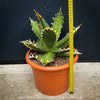 Agave Titanota - Gentry-Form, sun loving succulent plants for sale by TOMs FLOWer CLUB.