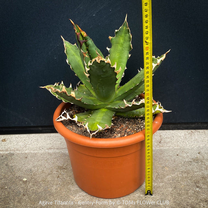 Agave Titanota - Gentry-Form, sun loving succulent plants for sale by TOMs FLOWer CLUB.