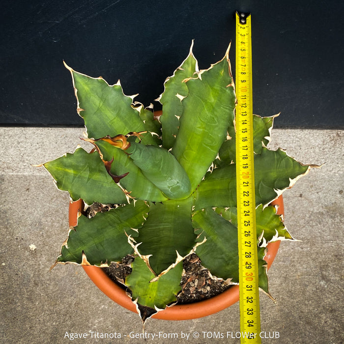 Agave Titanota - Gentry-Form, sun loving succulent plants for sale by TOMs FLOWer CLUB.