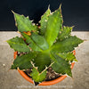 Agave Titanota - Gentry-Form, sun loving succulent plants for sale by TOMs FLOWer CLUB.