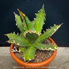 Agave Titanota - Gentry-Form, sun loving succulent plants for sale by TOMs FLOWer CLUB.