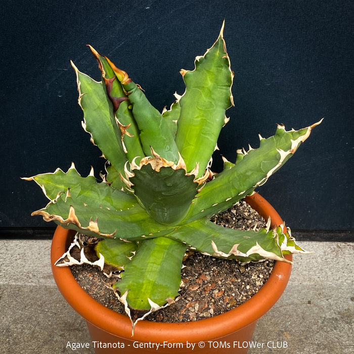 Agave Titanota - Gentry-Form, sun loving succulent plants for sale by TOMs FLOWer CLUB.