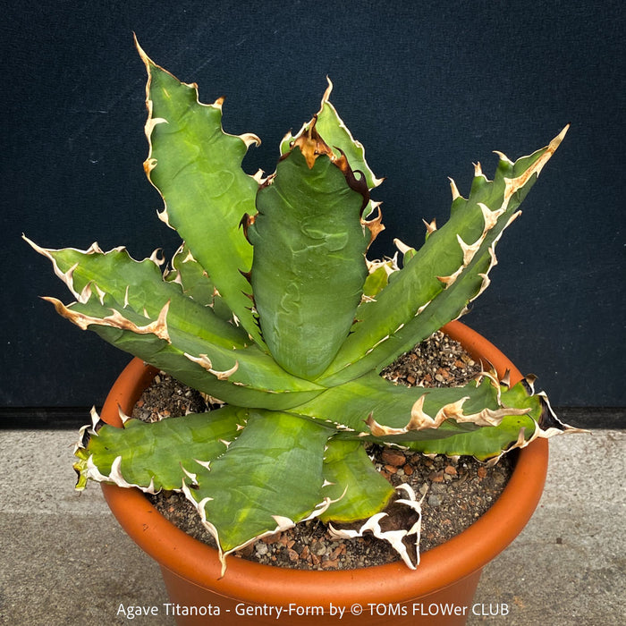 Agave Titanota - Gentry-Form, sun loving succulent plants for sale by TOMs FLOWer CLUB.