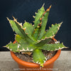 Agave Titanota - Gentry-Form, sun loving succulent plants for sale by TOMs FLOWer CLUB.