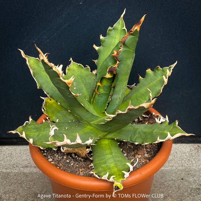 Agave Titanota - Gentry-Form, sun loving succulent plants for sale by TOMs FLOWer CLUB.