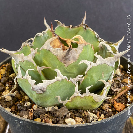 Agave Titanota - Gentry-Form, sun loving succulent plants for sale by TOMs FLOWer CLUB.
