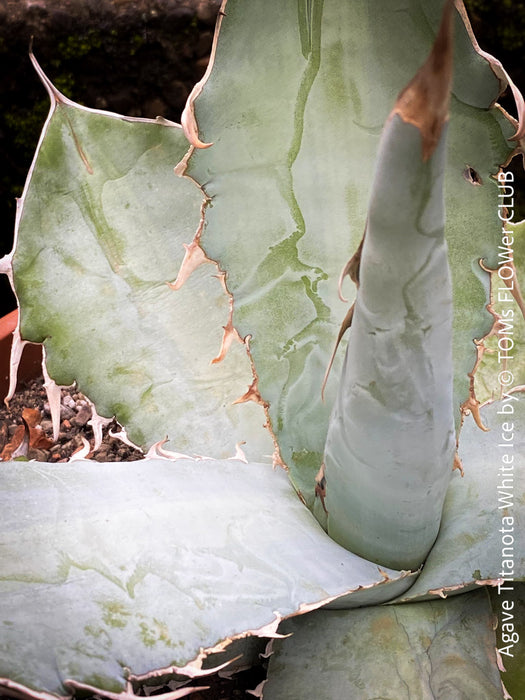 Agave Titanota White Ice, sun loving succulent plants for sale by TOMs FLOWer CLUB.