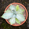 Agave Titanota White Ice, sun loving succulent plants for sale by TOMs FLOWer CLUB.