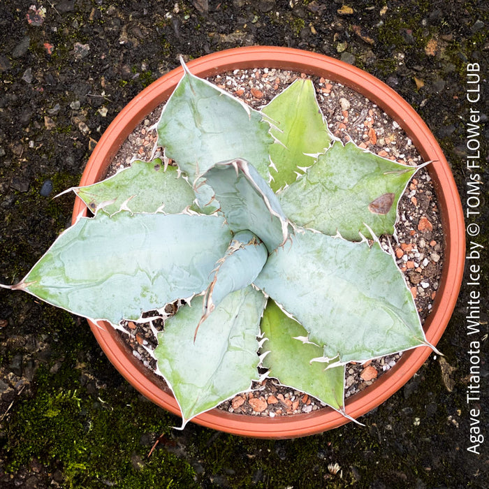 Agave Titanota White Ice, sun loving succulent plants for sale by TOMs FLOWer CLUB.