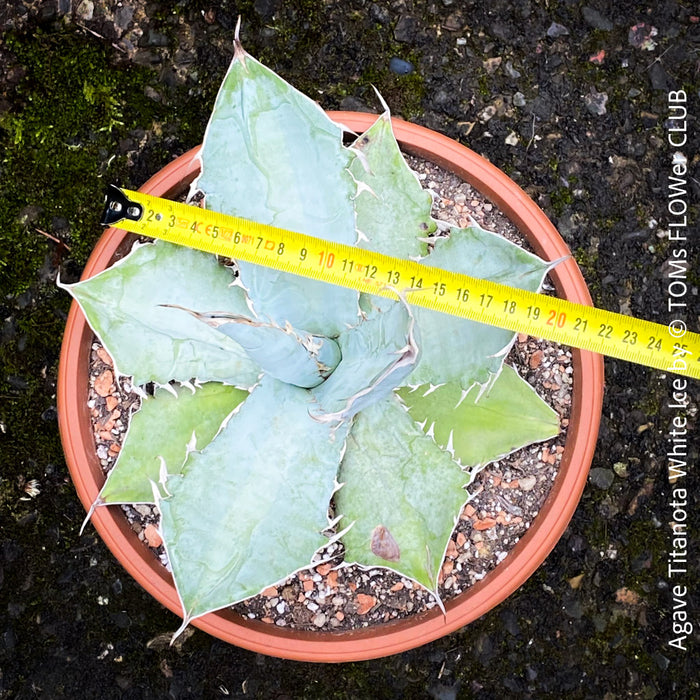 Agave Titanota White Ice, sun loving succulent plants for sale by TOMs FLOWer CLUB.