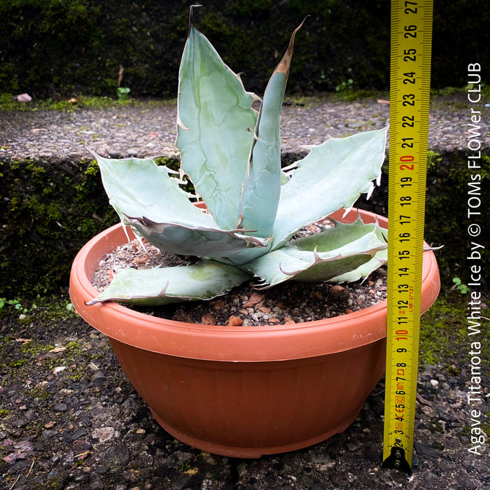 Agave Titanota White Ice, sun loving succulent plants for sale by TOMs FLOWer CLUB.