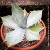 Agave Titanota White Ice, sun loving succulent plants for sale by TOMs FLOWer CLUB.