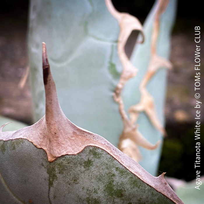 Agave Titanota White Ice, sun loving succulent plants for sale by TOMs FLOWer CLUB.