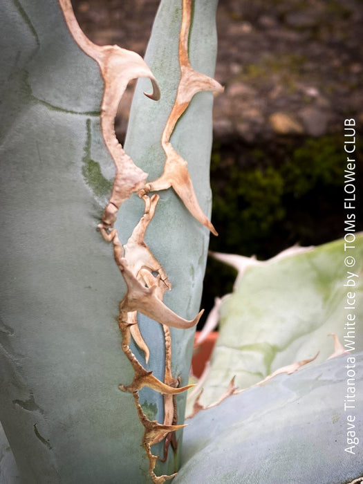 Agave Titanota White Ice, sun loving succulent plants for sale by TOMs FLOWer CLUB.