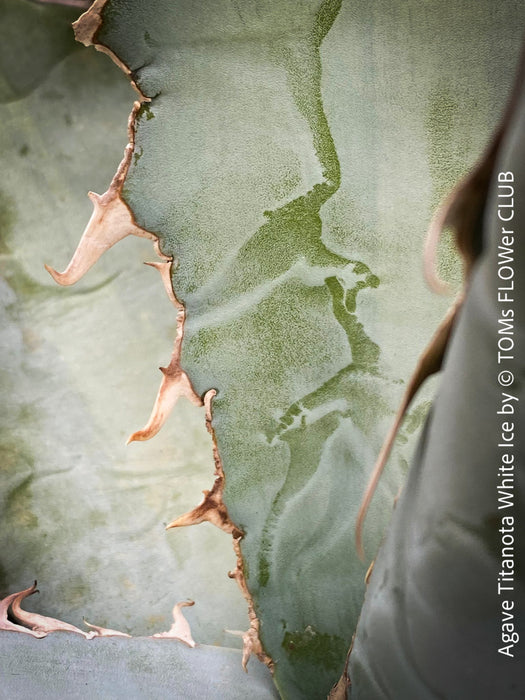 Agave Titanota White Ice, sun loving succulent plants for sale by TOMs FLOWer CLUB.